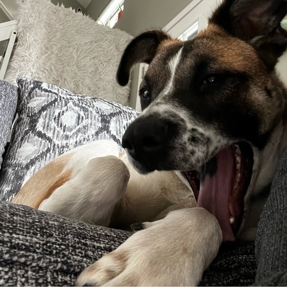 Meet your Posher, Amber - Picture 6 of 7